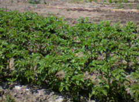 畑らしく野菜が育ってきた。
