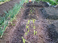 色々な野菜を植える。